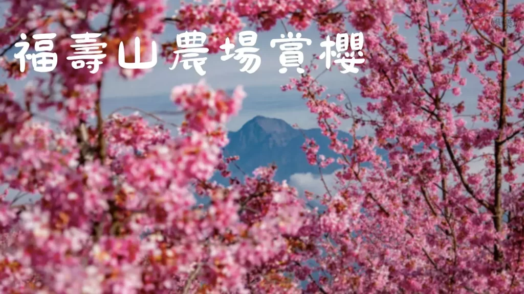2023台灣櫻花季