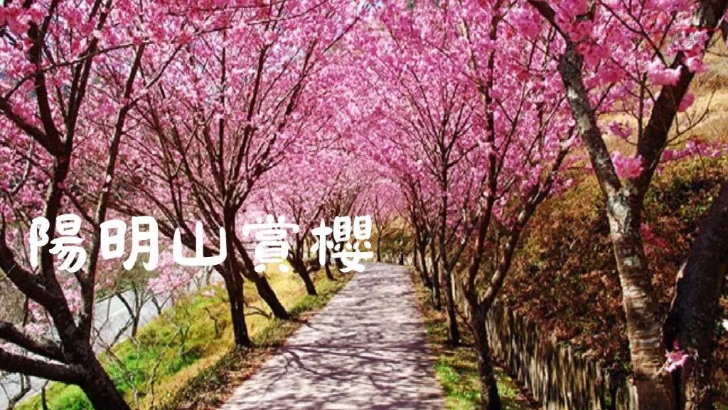 2023台灣櫻花季